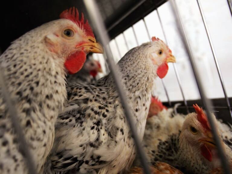 Gobierno por detección de primer caso de gripe aviar en aves de corral: «Hay cero problema con el consumo de carne y huevos»