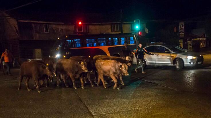 Gremio lechero de Osorno urge enfrentar ataques de perros asilvestrados tras accidente en Ruta 5