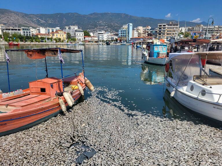 Desastre ecológico en Grecia al aparecer cientos de peces muertos en la costa