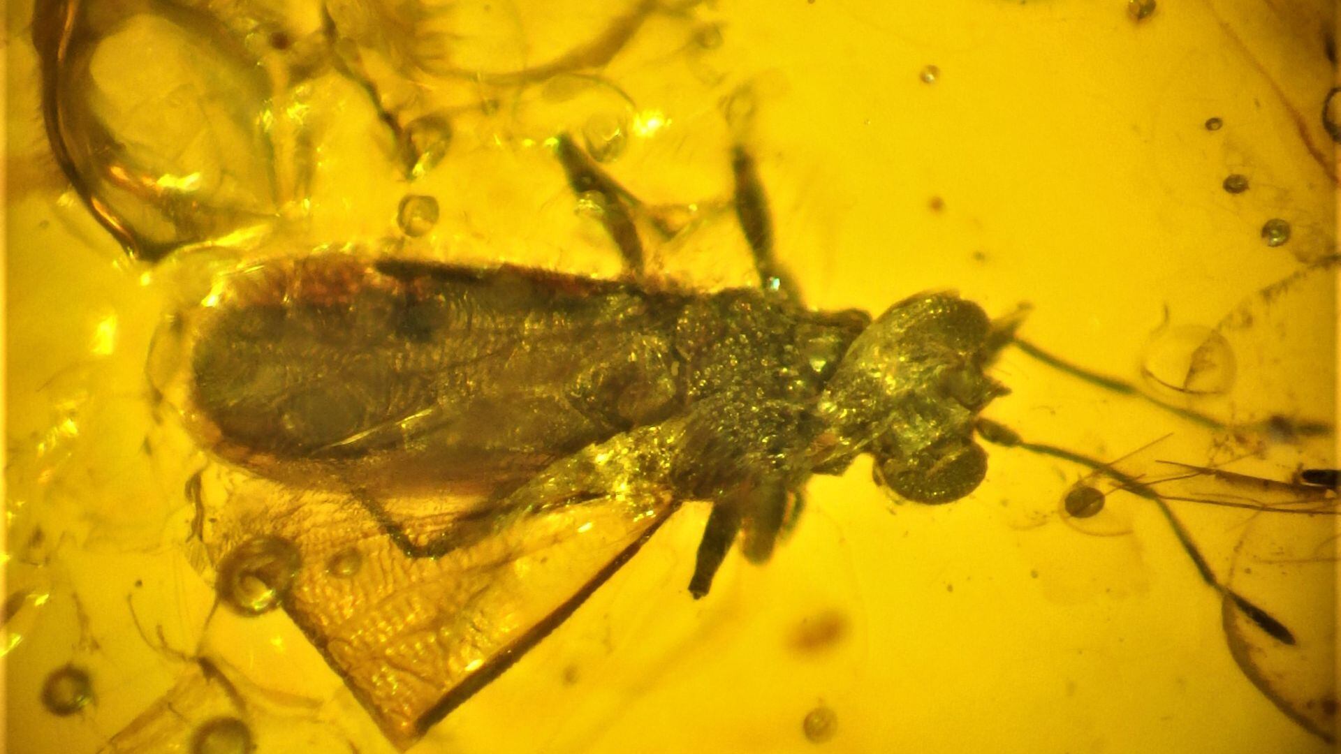 Ámbar: un material clave, Eduardo Faúndez Peña, Colección Paleoentomológica del Instituto de la Patagonia, Artrópodos en Patagonia meridional: cambio climático y relaciones socio-ecológicas, p