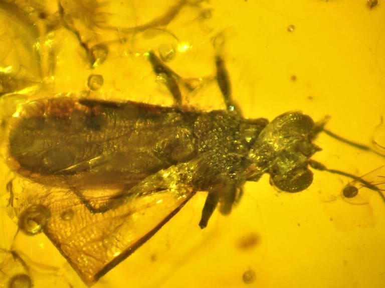 Ámbar: un material clave, Eduardo Faúndez Peña, Colección Paleoentomológica del Instituto de la Patagonia, Artrópodos en Patagonia meridional: cambio climático y relaciones socio-ecológicas, p