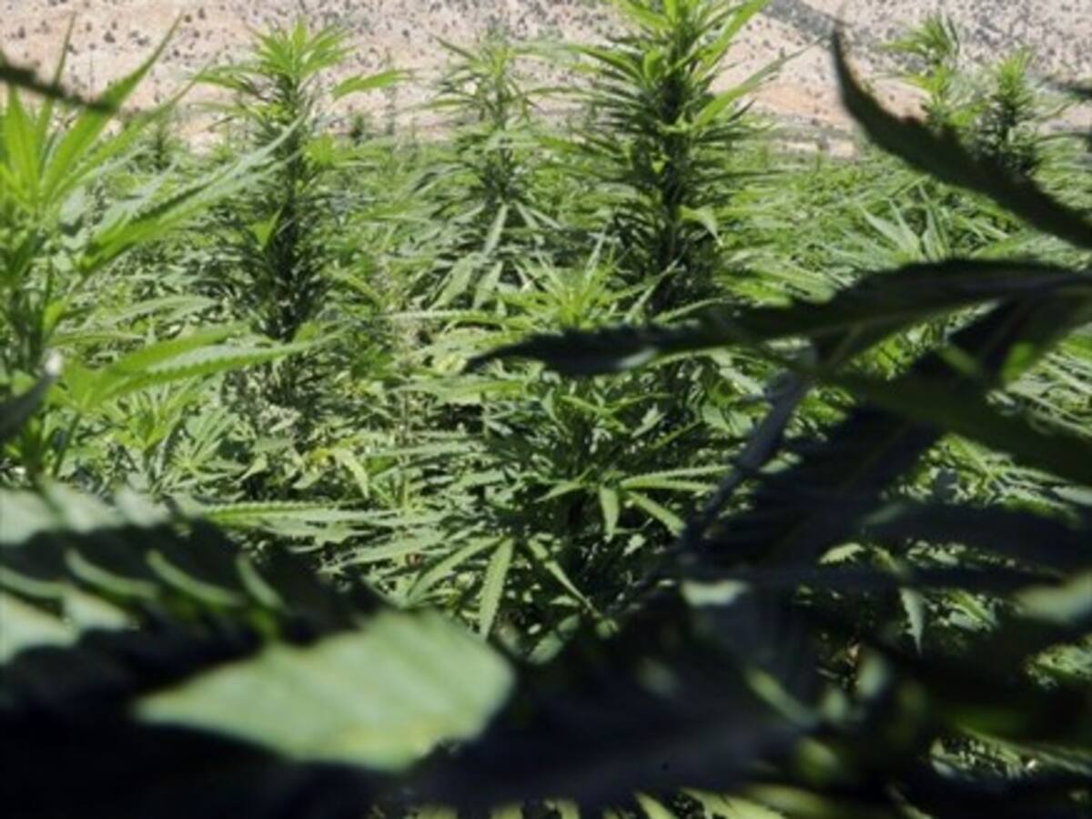 Dueños de Marlboro invierten US$ 2.400 millones en el mercado del cannabis