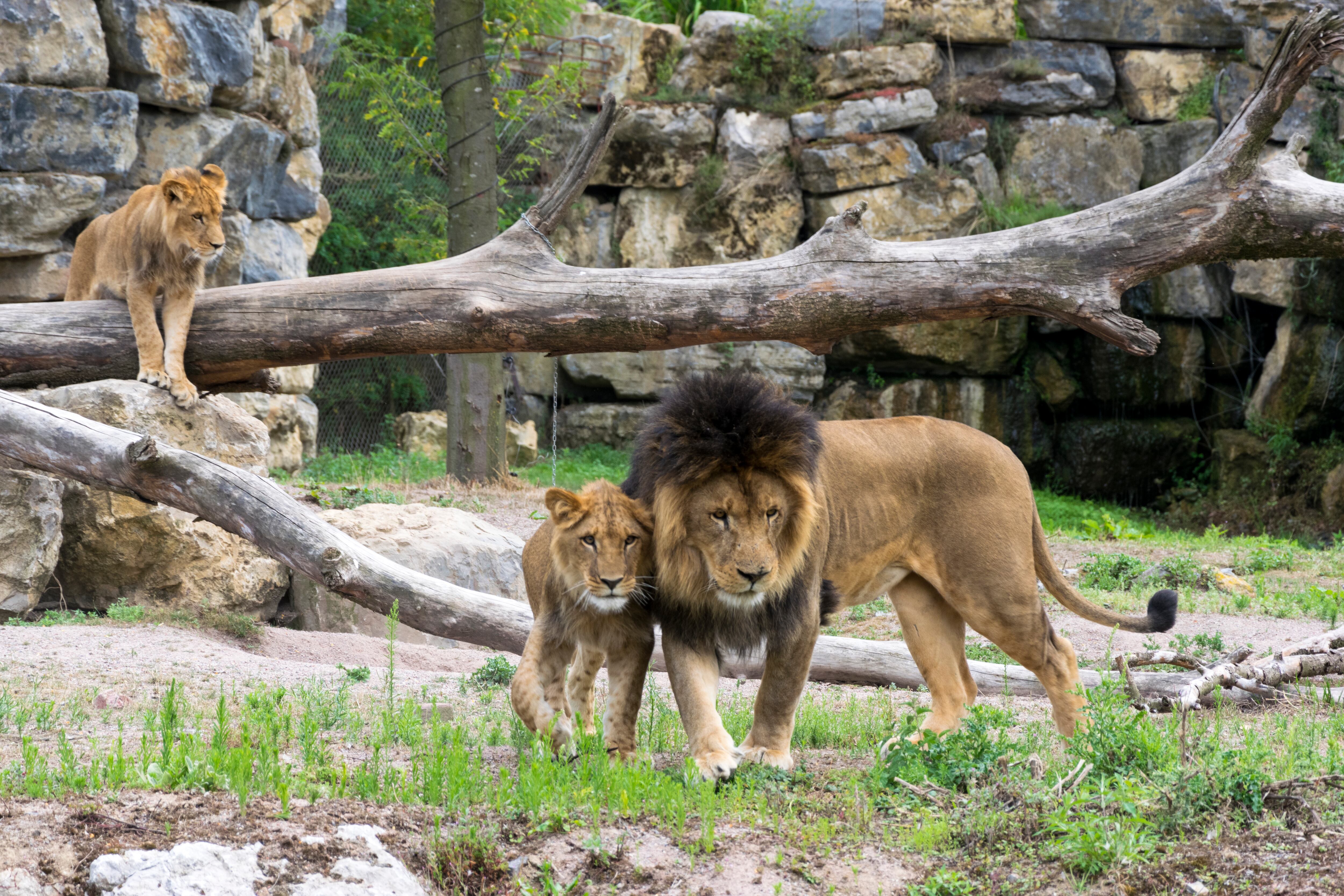 Zoológico