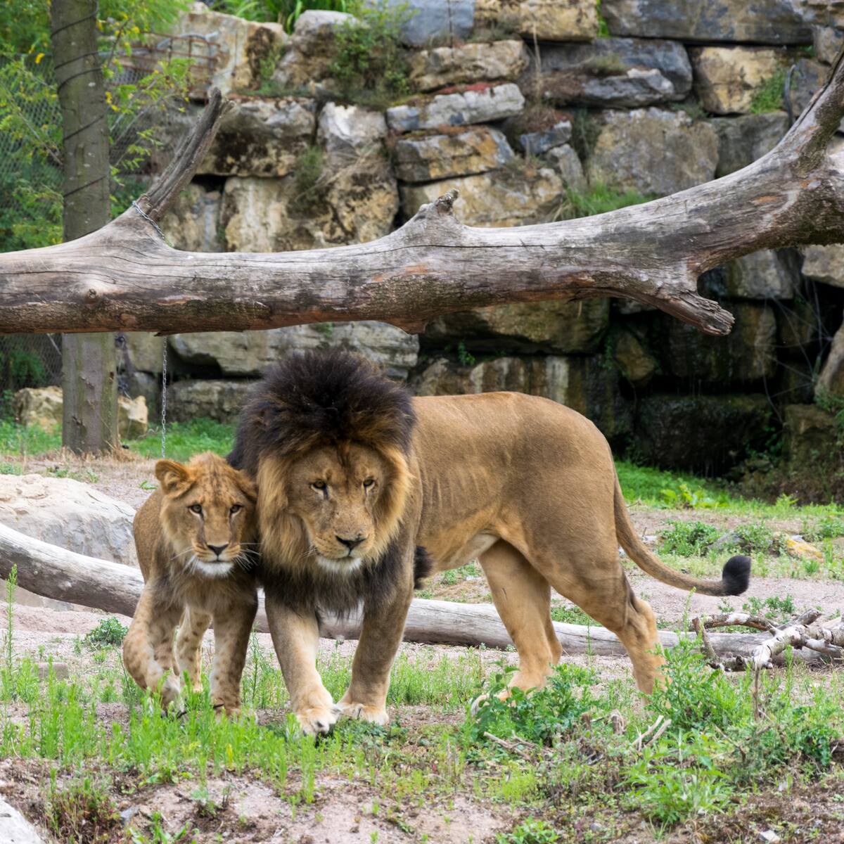 Zoológico pide donar mascotas vivas para alimentar a los animales: medida recibió ola de críticas