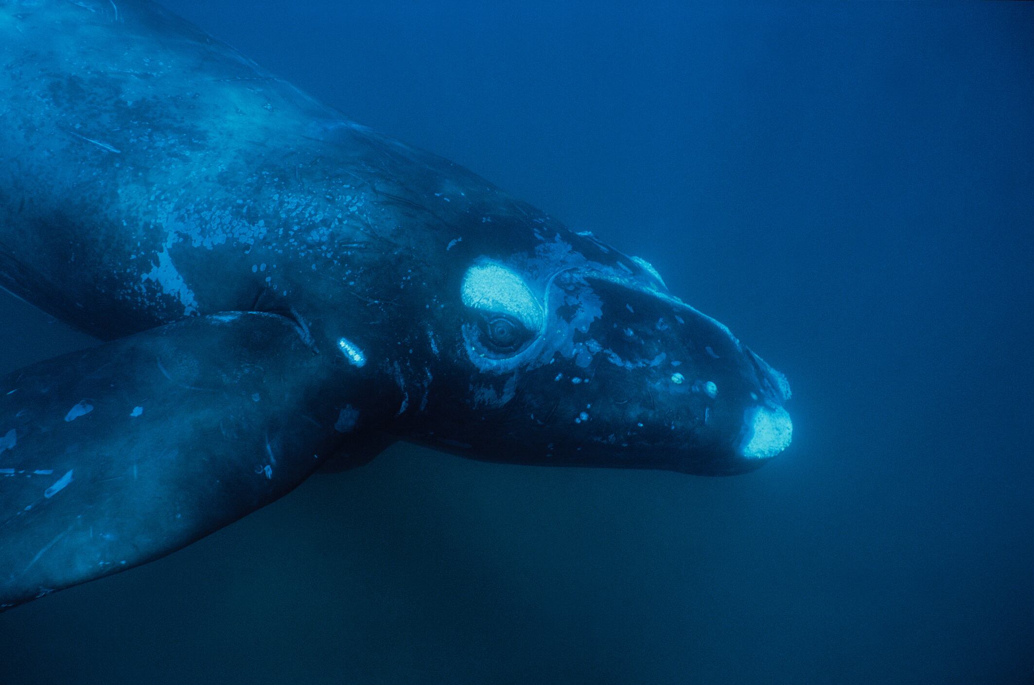 ballenas franca austral