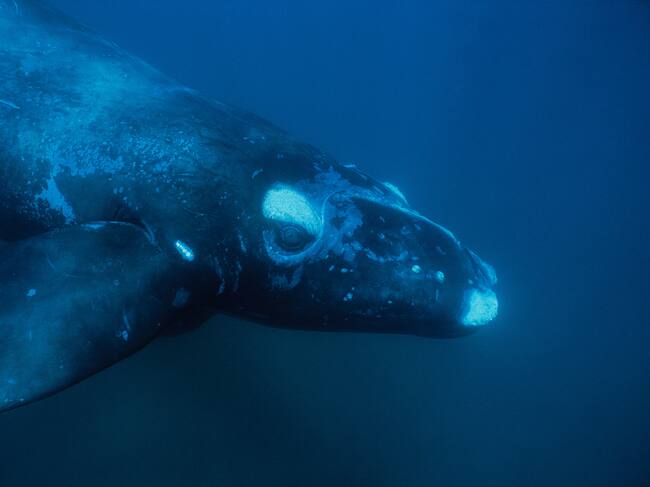 ballenas franca austral
