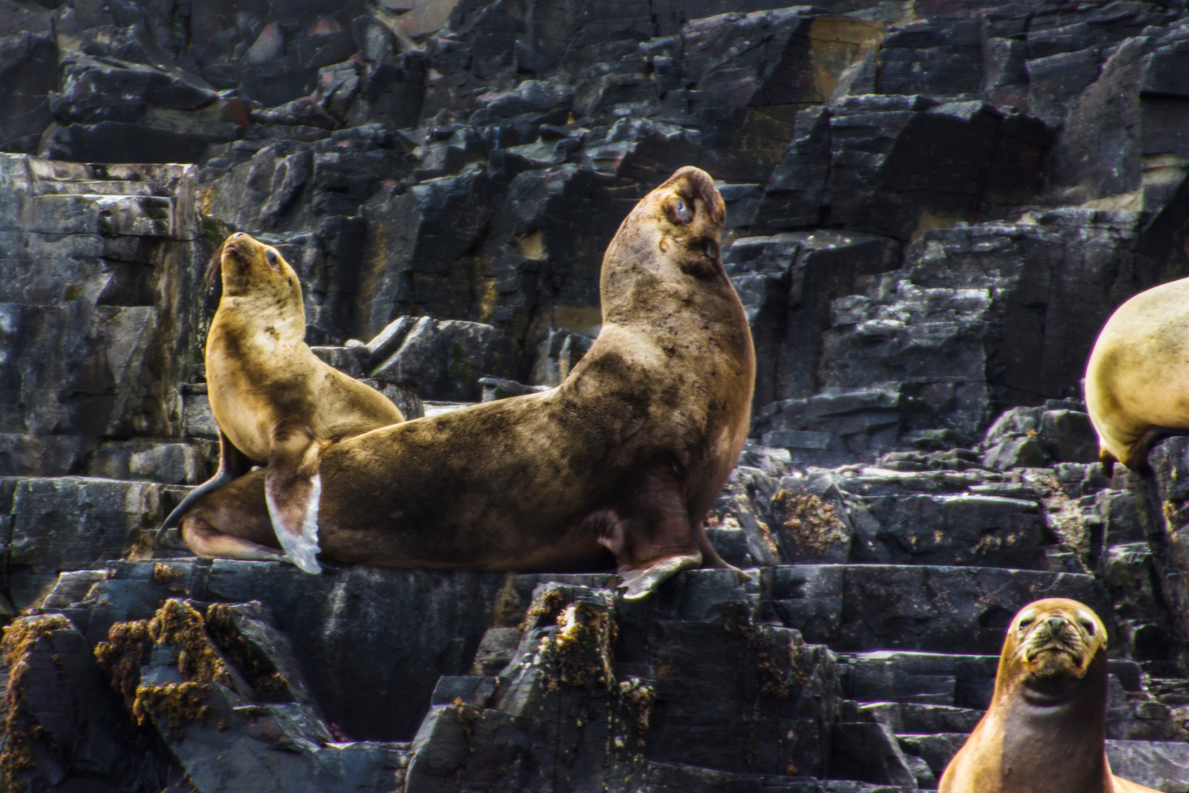 Lobos marinos