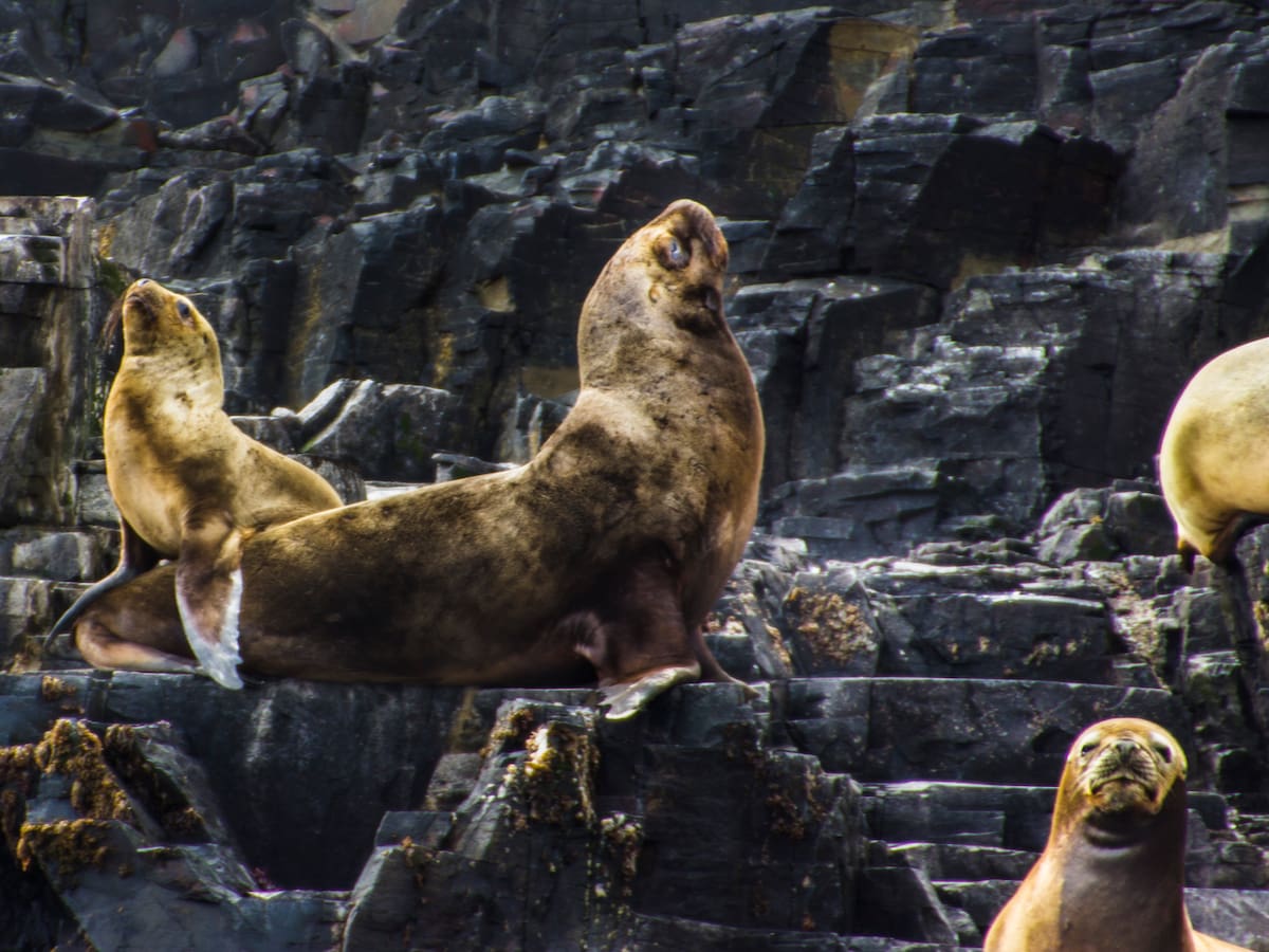 Caso de maltrato animal: detienen a joven por lanzar fuegos artificiales a lobos marinos en Valdivia