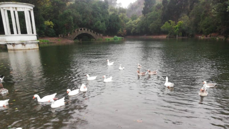 Jardín Botánico de Viña del Mar abrirá este domingo