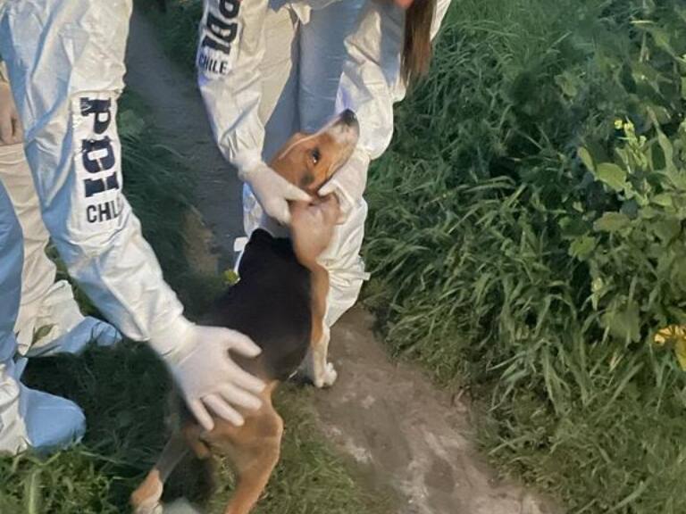Maltrato animal: 12 perros y un gato fueron rescatados por la PDI en Melipilla