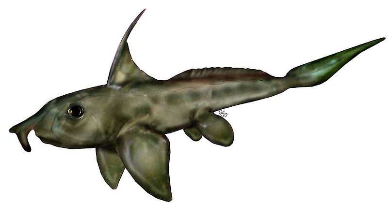 Ischyodus townsendi, encontrado en el Maule.