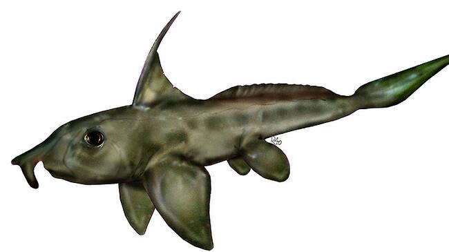 Ischyodus townsendi, encontrado en el Maule.