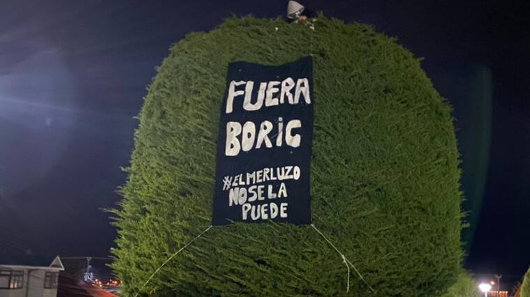 Árbol, Boric, Patagonia