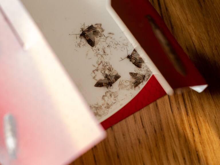 Este es el mejor truco (que puedes hacer en casa) para espantar a las polillas durante el verano