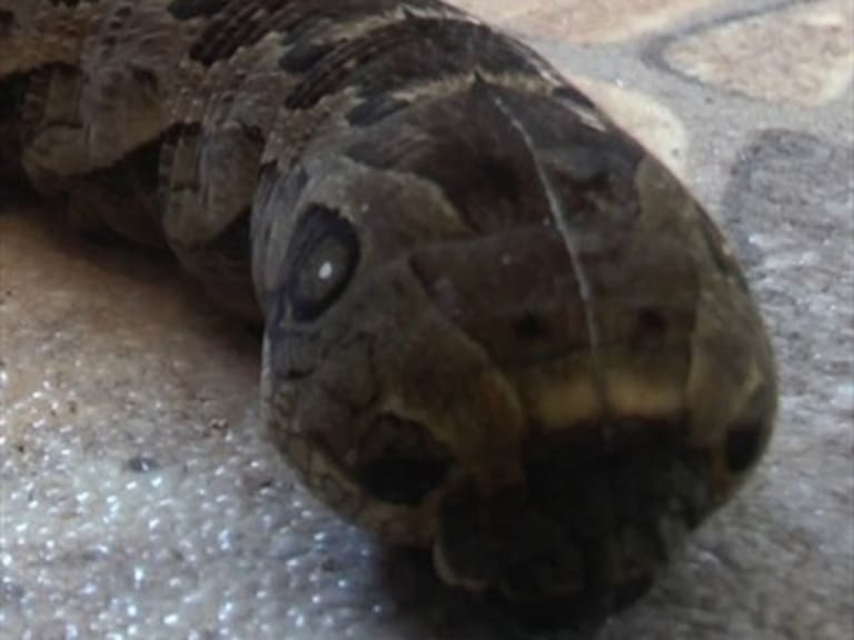 Honduras: Extraño gusano con cabeza de víbora sorprende y asusta a los vecinos