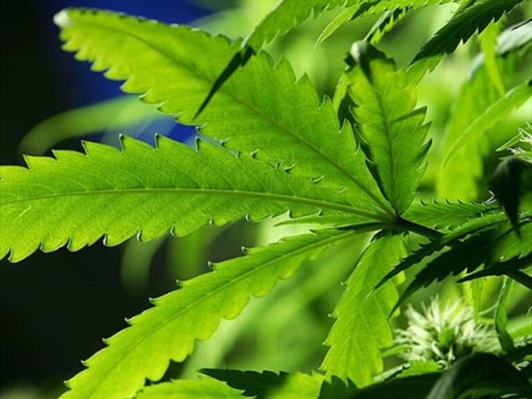 Cultivar no es delito: Pacientes de cannabis perseguidos por la ley