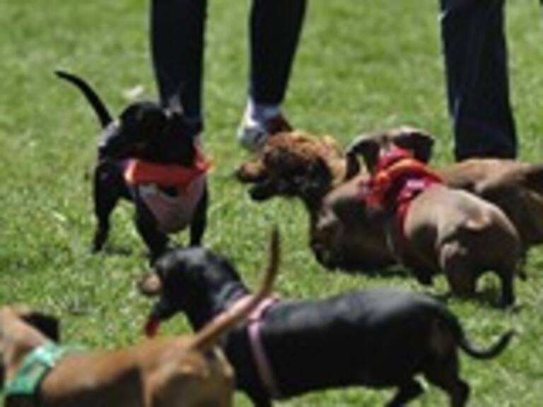 ¿De dónde vienen los perros? Un estudio genético revela por primera vez «su viaje» por el mundo