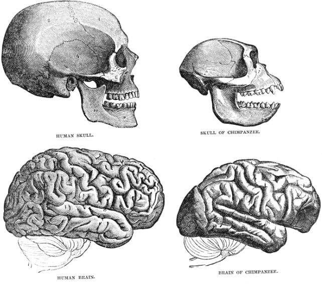Cerebro humano