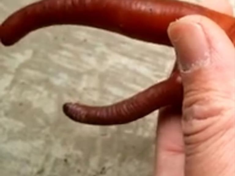 La monstruosa y fascinante metamorfosis del escarabajo Hércules