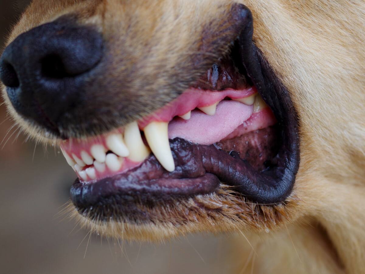 La cuantiosa multa que deberá pagar el dueño de “Bodoque”, perro que mordió a vecina en Cerro Navia