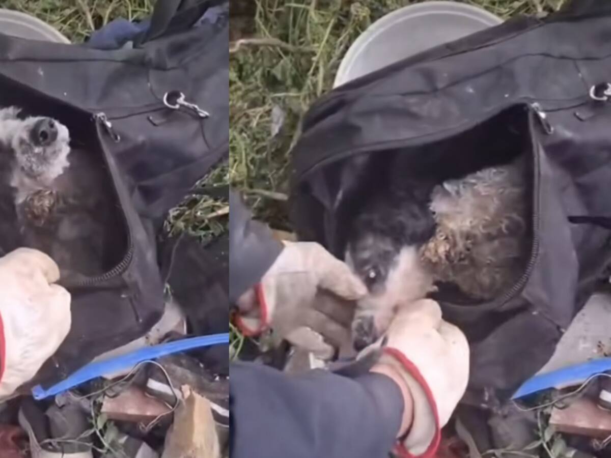 Caso de maltrato animal en Renca: PDI busca a responsable de amarrar y abandonar a perro en una mochila