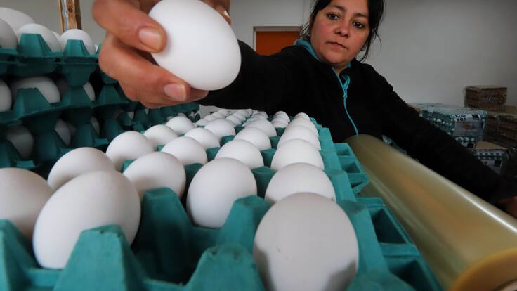 Autoridades proyectan que valor del huevo podría seguir aumentando durante las próximas semanas