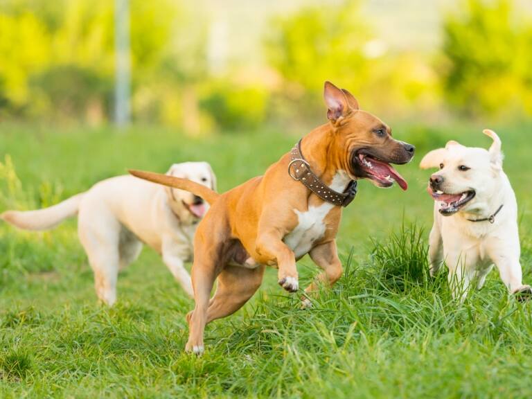 Consejo Constitucional: comisión rechaza iniciativa «Chile por los animales», la más apoyada por la ciudadanía