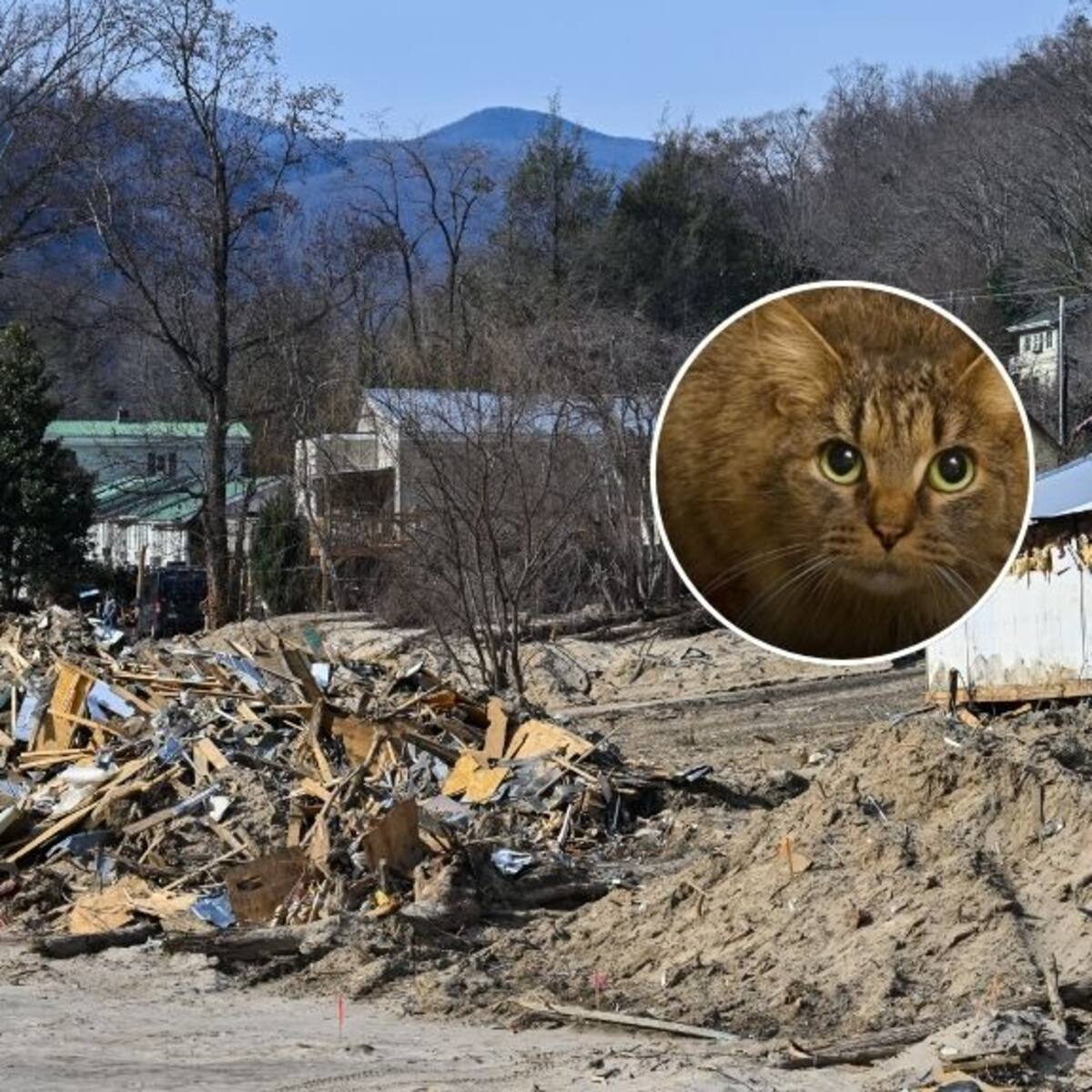 Gata vuelve con su familia tras 443 días desaparecida: se perdió durante un devastador huracán