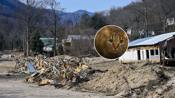 Gata vuelve con su familia tras 443 días desaparecida: se perdió durante un devastador huracán