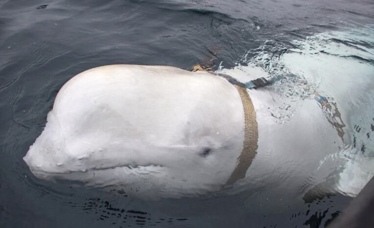 Encuentran muerta en Noruega a ballena espía rusa bautizada como “Hvaldimir”