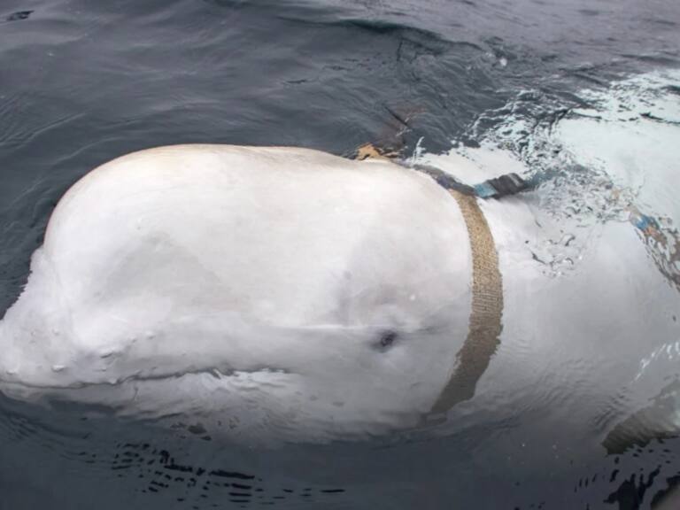 Encuentran muerta en Noruega a ballena espía rusa bautizada como “Hvaldimir”