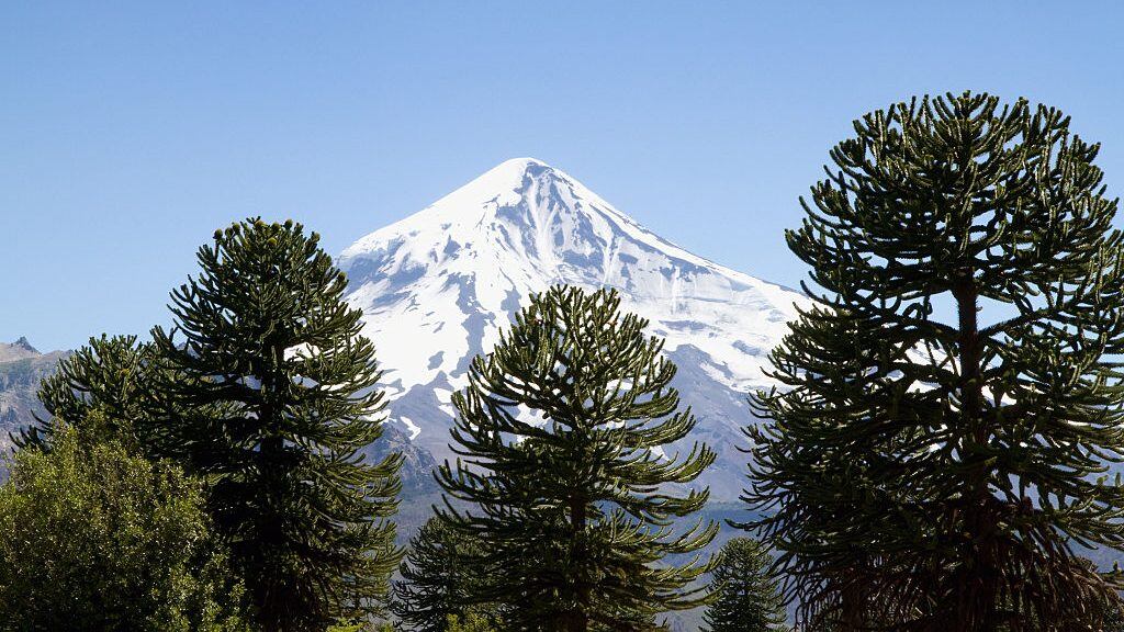 Pehuen Or Monkey-Puzzle Trees (Araucaria Araucana) And Lanin Volcano, Lanin National Park, Argentina (Photo by: Insights/Universal Images Group via Getty Images)