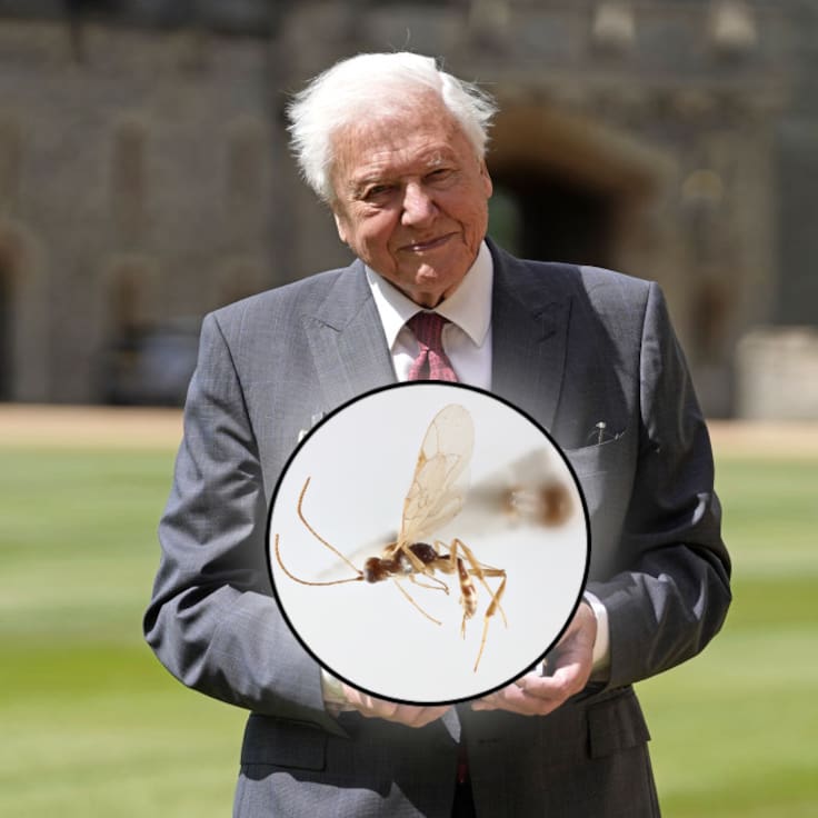 Un regalo prehistórico: científicos chilenos bautizan una nueva especie de avispa en honor a famoso divulgador