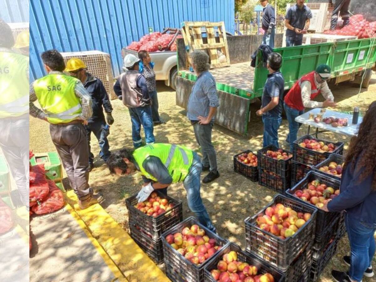 Ministerio de Agricultura y gremios del sector envían toneladas de alimentos a familias afectadas por incendios en Viña del Mar