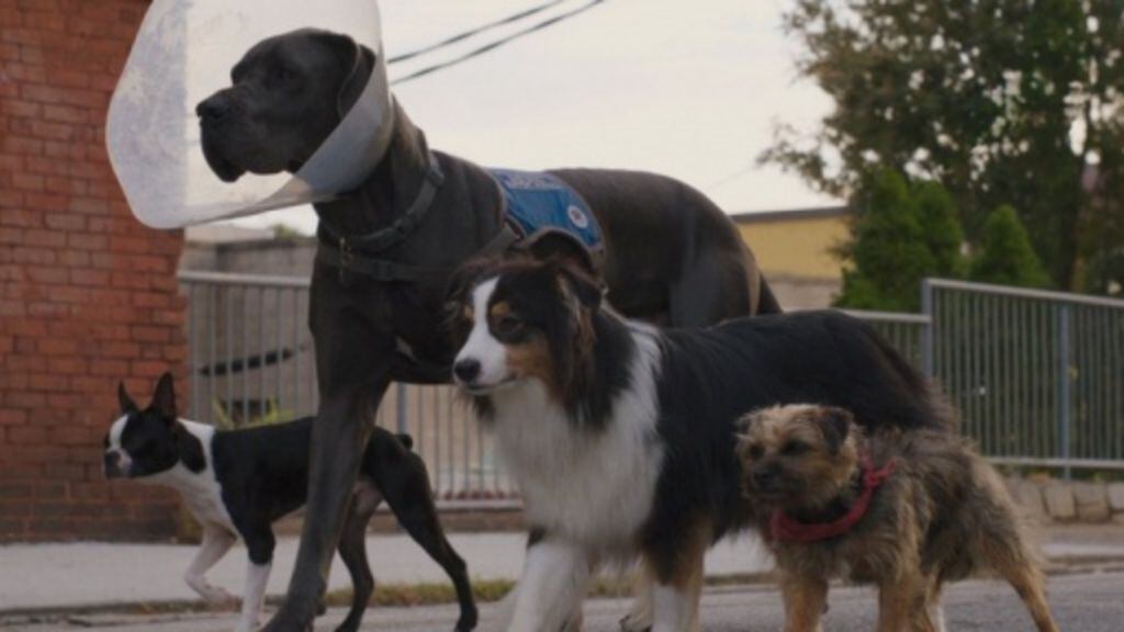 strays - tráiler - película