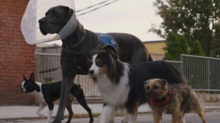 strays - tráiler - película