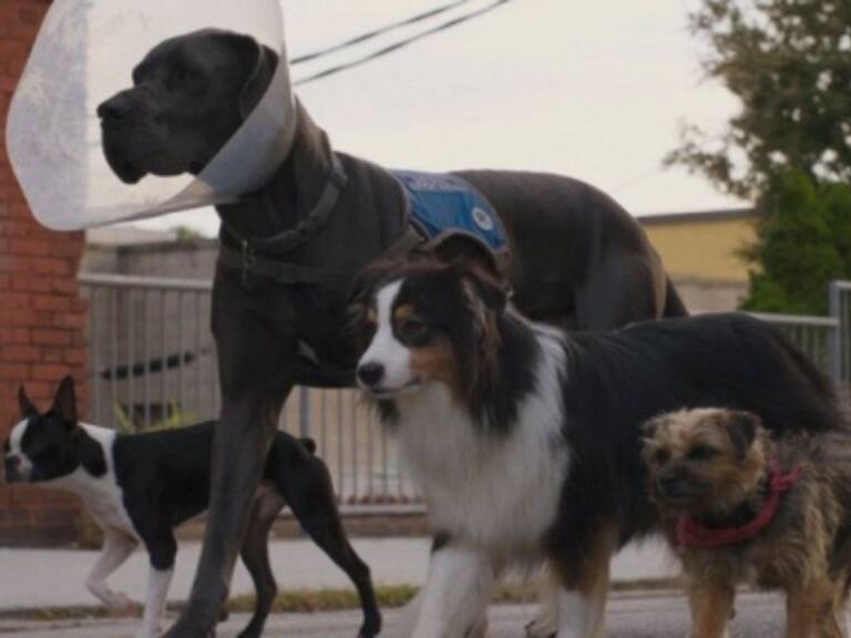 strays - tráiler - película