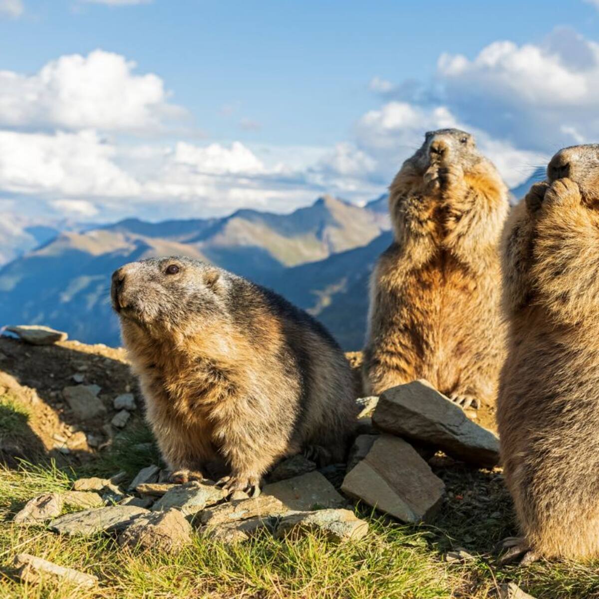 Científicos abren ‘OnlyMarms’: un OnlyFans sobre marmotas para financiar investigación