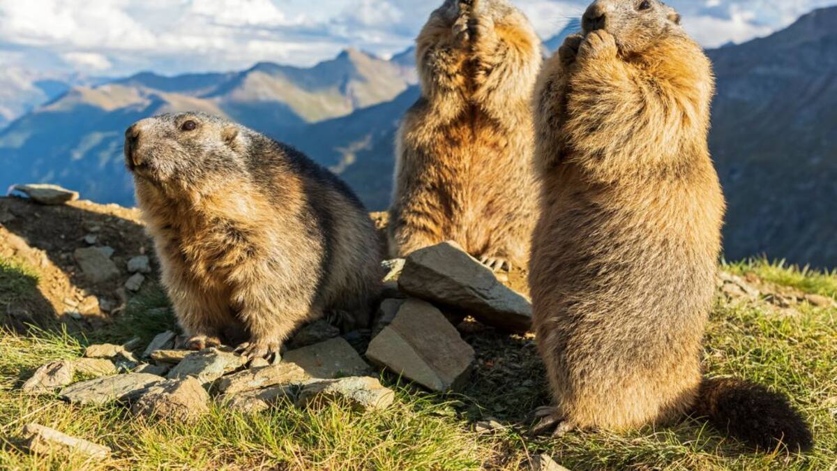Científicos abren ‘OnlyMarms’: un OnlyFans sobre marmotas para financiar investigación