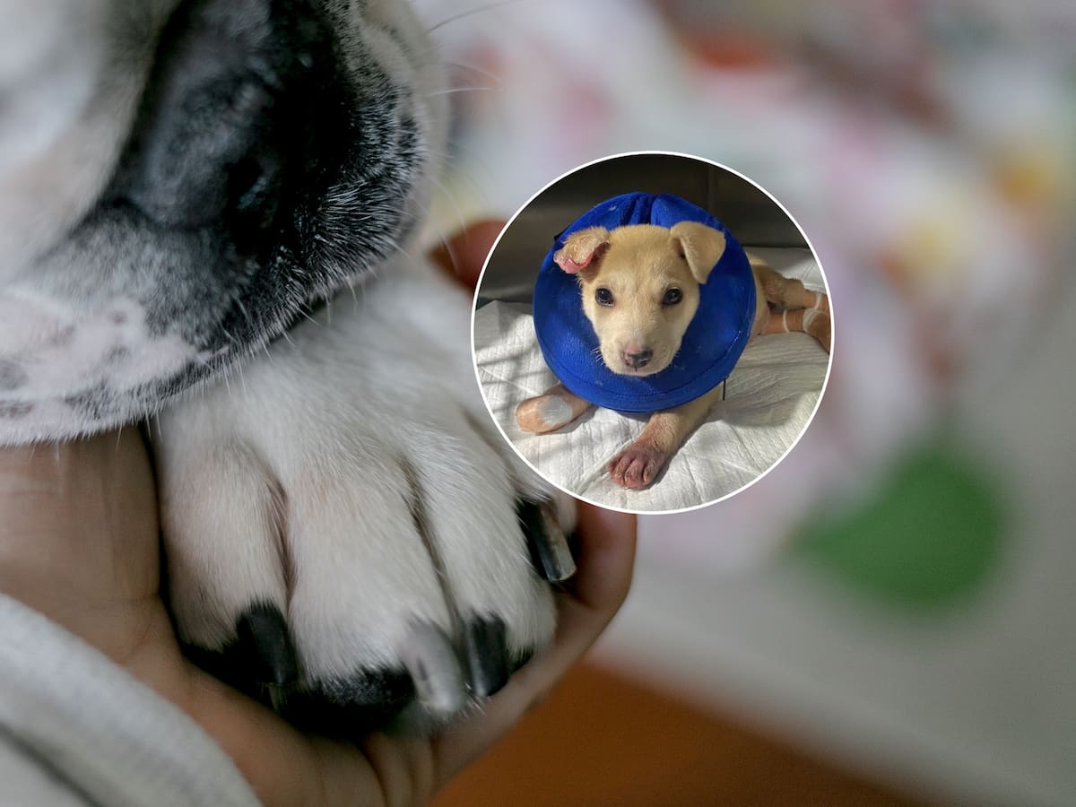 Denuncian presunto caso de grave maltrato animal en Puerto Montt: cachorro podría perder su cola