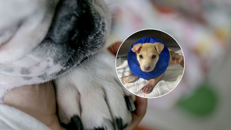 Denuncian presunto caso de grave maltrato animal en Puerto Montt: cachorro podría perder su cola