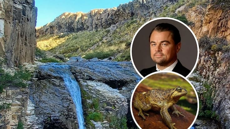 Leonardo DiCaprio alerta por la rana Pehuenche y cuestiona proyecto eléctrico en el Alto Maule