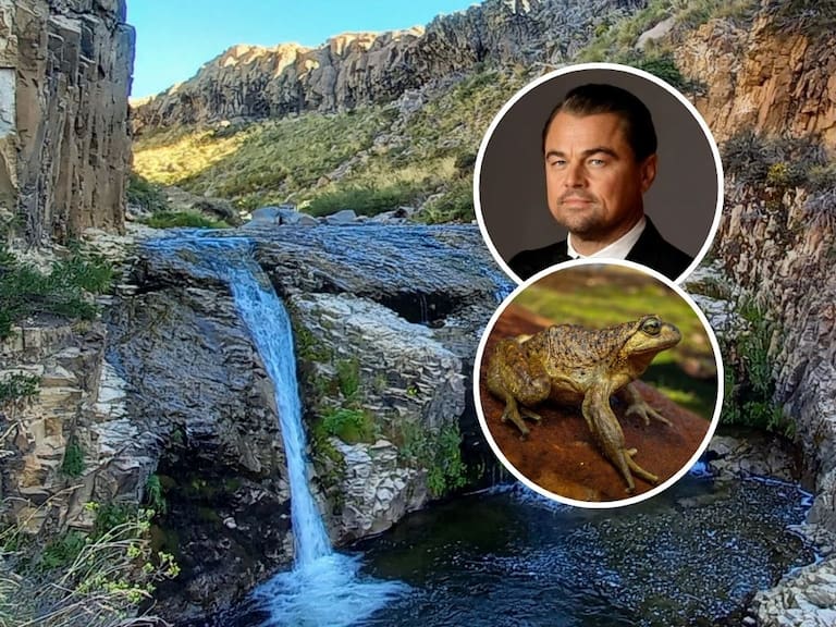 Leonardo DiCaprio alerta por la rana Pehuenche y cuestiona proyecto eléctrico en el Alto Maule
