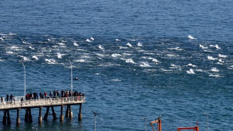 Manada de entre 50 y 100 delfines se deja ver en las costas de Valparaíso