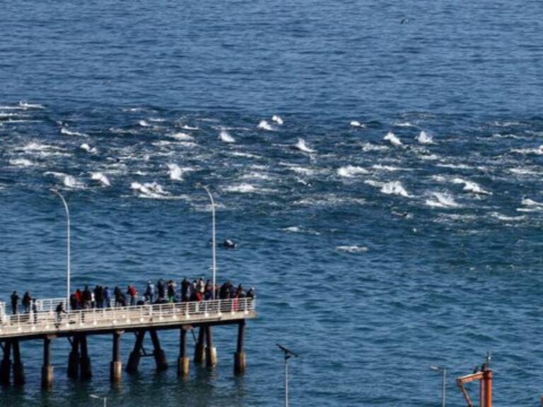 Manada de entre 50 y 100 delfines se deja ver en las costas de Valparaíso