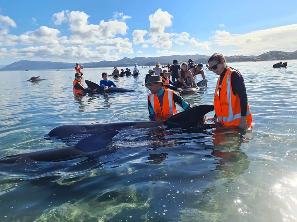Ballenas varadas intentan ser rescatadas por voluntarios de Nueva Zelanda