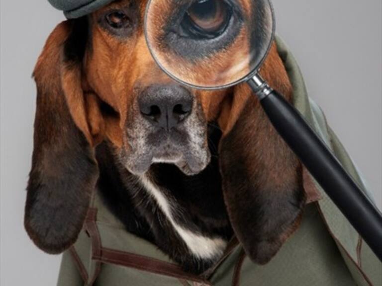 Perros detectives: Nat Geo estrena «Buscadores de mascotas»