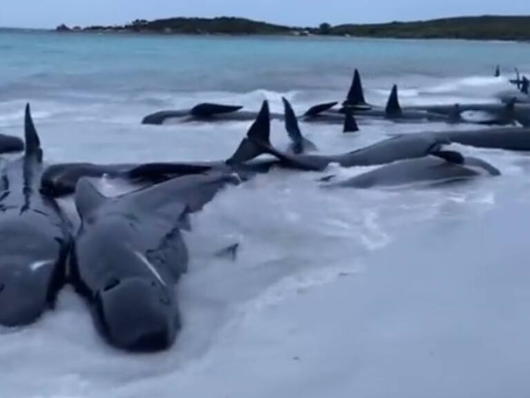 Confirman la muerte de 51 ballenas piloto tras quedar varadas en una playa de Australia