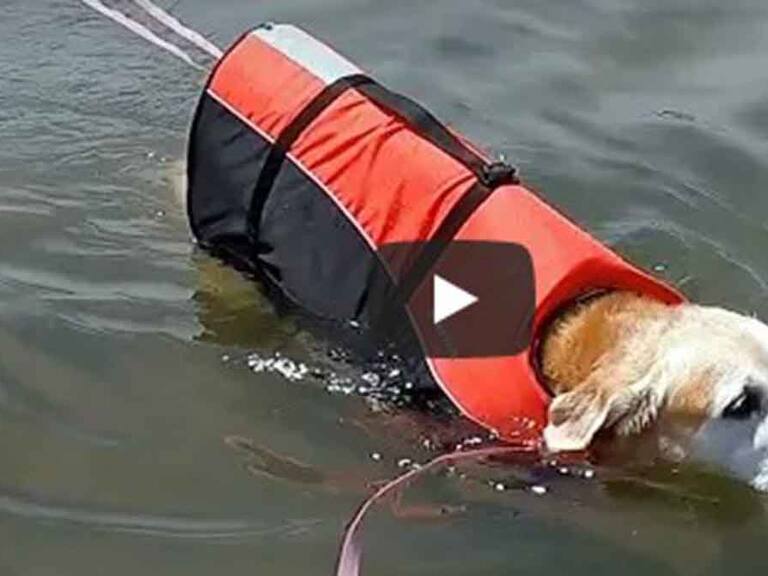 Perro discapacitado visitó el mar y video que capturó el momento se hizo viral