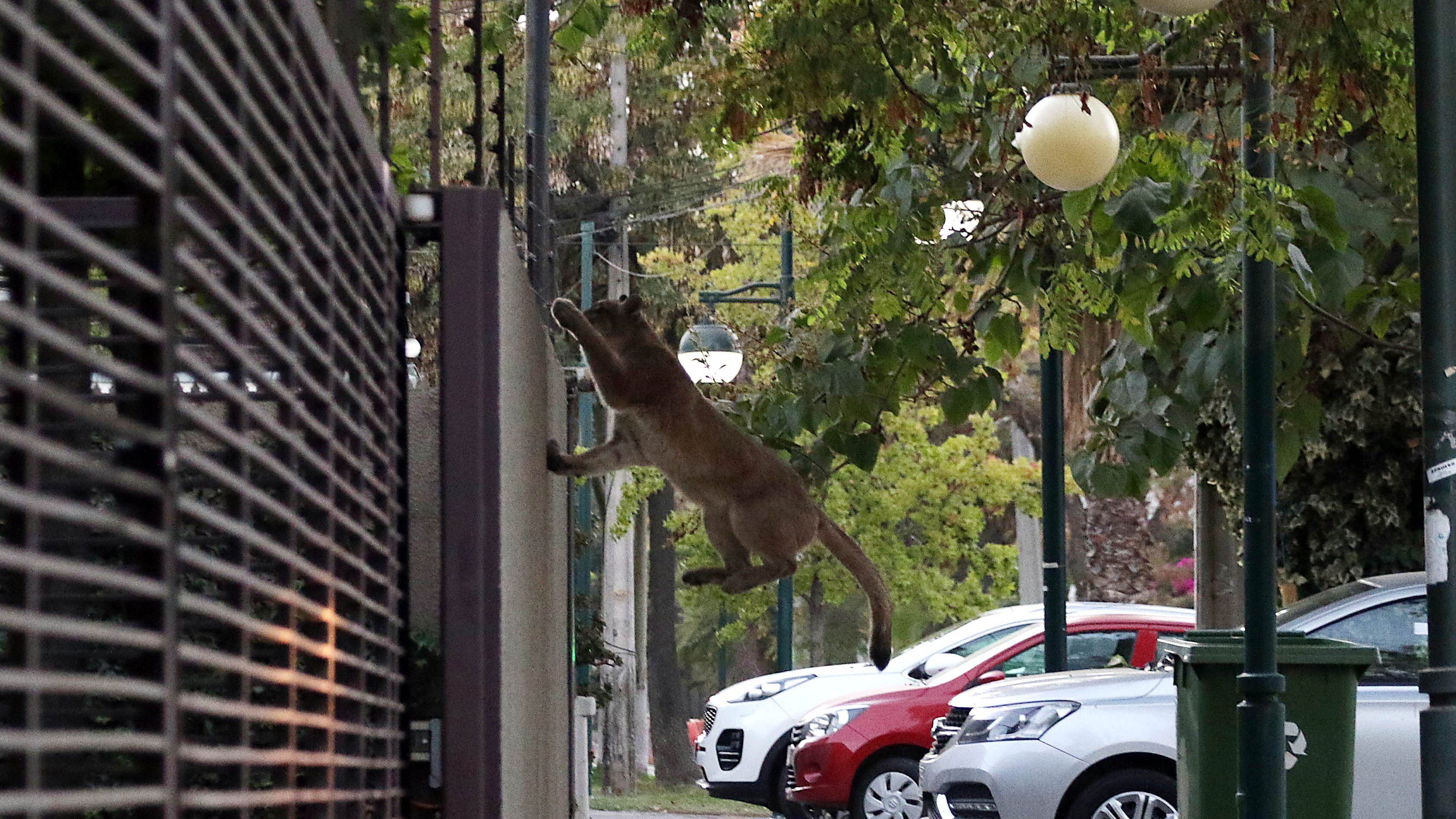 24 de marzo del 2020/SANTIAGOImagen del felino, durante el operativo en Ñuñoa por un puma suelto
FOTO: FRANCISCO CASTILLO /AGENCIAUNO